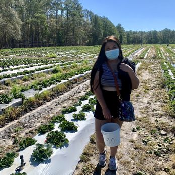 JG Ranch - Strawberry picking - Farmers Market Near Me - Brooksville, Florida JG Ranch - Strawberry picking - Farmers Market Near Me - Brooksville, Florida