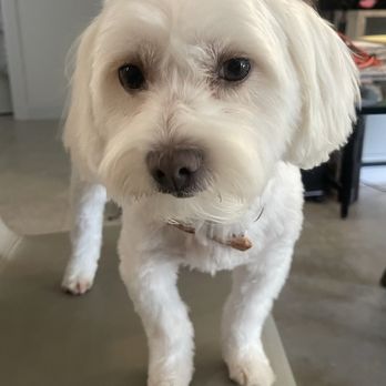 Pawfect Cut Grooming Spa - They don't now follow instruction I asked them - Pet Groomers Near Me - Hallandale Beach, Florida Pawfect Cut Grooming Spa - They don't now follow instruction I asked them - Pet Groomers Near Me - Hallandale Beach, Florida