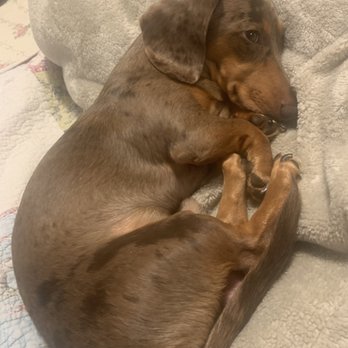 NY Breeder - Pet Training Near Me - White Plains, New York