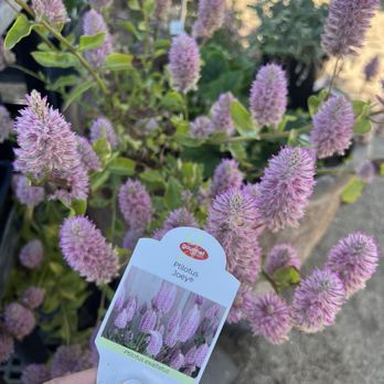 Berridge Nurseries - Nurseries & Gardening Near Me - Phoenix, Arizona