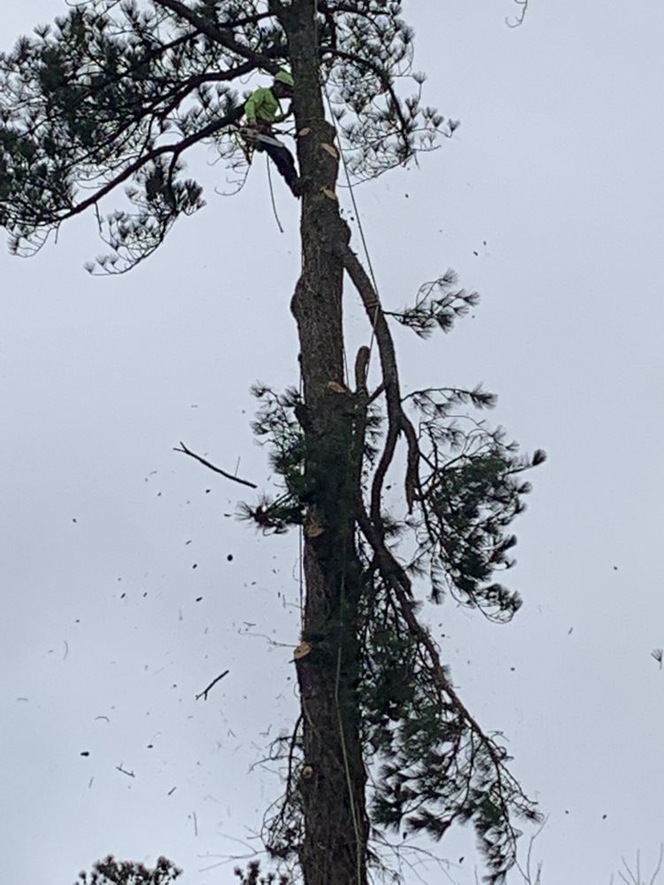 Alemans Tree Service & Stump Grinding - tree service in Charlotte, NC