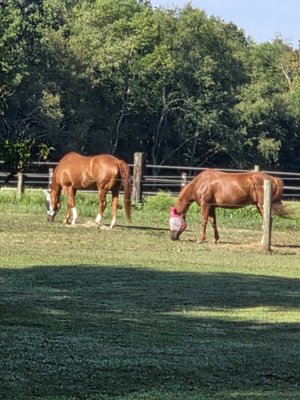 Leatherstocking Equine Center
