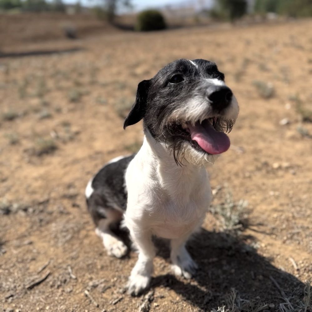 Green Tree Canine - Pet Training Near Me Green Tree Canine - Pet Training Near Me