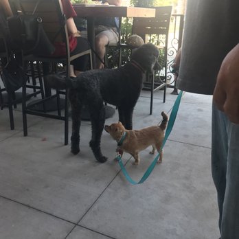 Mad Duck Craft Brewing Campus Pointe - Dog friendly patio - New American Near Me - Fresno, California Mad Duck Craft Brewing Campus Pointe - Dog friendly patio - New American Near Me - Fresno, California