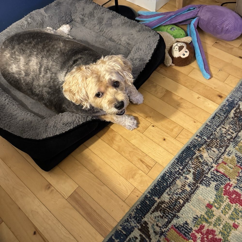 PetSmart - Copper with a killer haircut by Sam G - Pet Training Near Me - Biddeford, Maine PetSmart - Copper with a killer haircut by Sam G - Pet Training Near Me - Biddeford, Maine