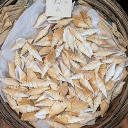 Port Stephens Shell Museum