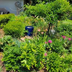 Phenomenal Lawns and Gardens