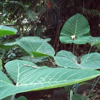 Fern Dell - If you love giant leaves... you will love these guys! - Hiking Near Me - Los Angeles, California