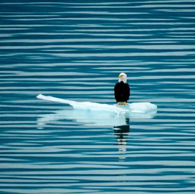 Glacier Bay Lodge & Tours by null
