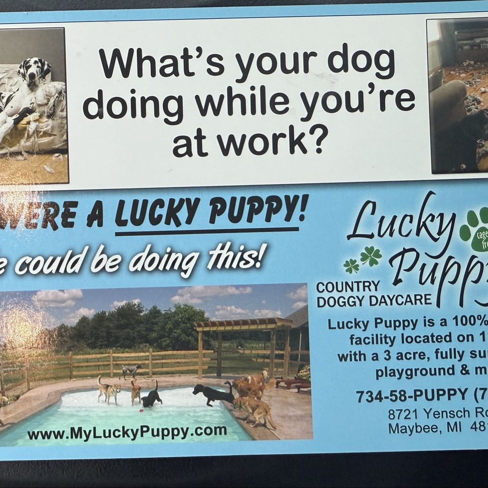 Lucky Puppy - Pet Sitting Near Me - Maybee, Michigan Lucky Puppy - Pet Sitting Near Me - Maybee, Michigan