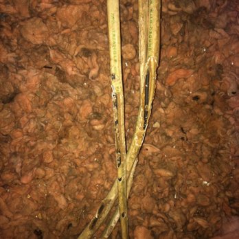 Slug-A-Bug - Mice chewing on wires in attic - Pest Control Near Me - Woodbridge, Virginia Slug-A-Bug - Mice chewing on wires in attic - Pest Control Near Me - Woodbridge, Virginia