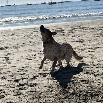Fisherman's Beach - Dog Beach - Beaches Near Me - Avila Beach, California Fisherman's Beach - Dog Beach - Beaches Near Me - Avila Beach, California