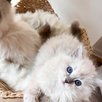 Ragdoll Tales - ragdoll kitten for sale - Pet Breeders Near Me - Armonk, New York Ragdoll Tales - ragdoll kitten for sale - Pet Breeders Near Me - Armonk, New York