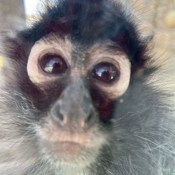 Abilene Zoo - Cute monkey - Zoos Near Me - Abilene, Texas