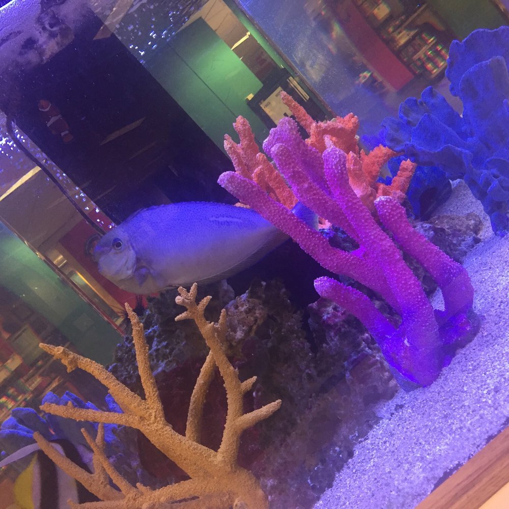 The kids' reading room fish tank has newcomers The kids' reading room fish tank has newcomers