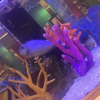 Ann Arbor District Library - The kids' reading room fish tank has newcomers - Libraries Near Me - Ann Arbor, Michigan