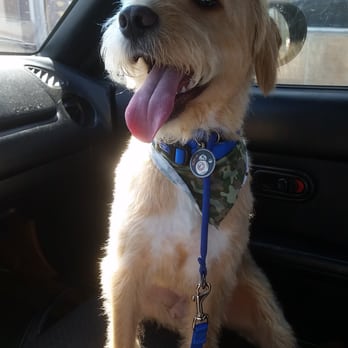 Trendi Pawz - Archer after his first haircut! - Pet Groomers Near Me - Long Beach, California