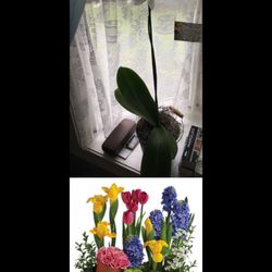 Floral Express & Gifts - Top: What was delivered as a substitute to my unavailable $73 arrangement  Bottom: What I ordered