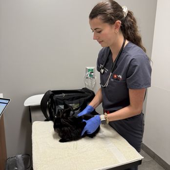 Veterinary Emergency Group - Dr Kate examining Boba - Emergency Pet Hospital Near Me - San Ramon, California Veterinary Emergency Group - Dr Kate examining Boba - Emergency Pet Hospital Near Me - San Ramon, California