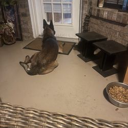 Swan Kennels & Training Center - Listen to music