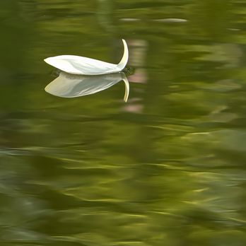 Lan Su Chinese Garden - My suggestion - bring a zoom lens and just point it everywhere - Botanical Gardens Near Me - Portland, Oregon