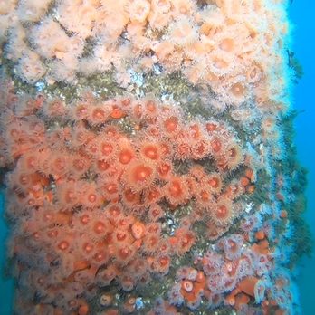 Aquarius Dive Shop - Strawberry anemone - Dive Shops Near Me - Monterey, California