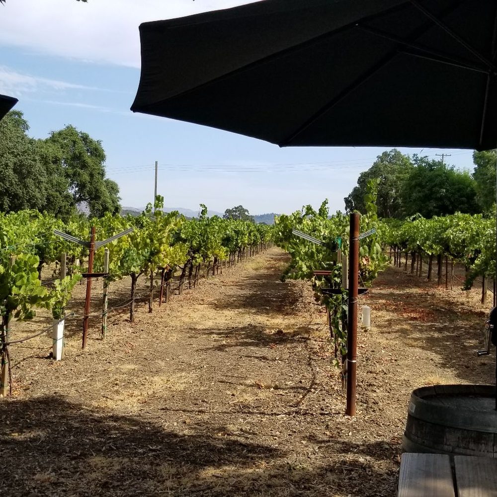 Saddleback Cellars - a view of a vineyard - Wine Tasting Room Near Me - Oakville, California Saddleback Cellars - a view of a vineyard - Wine Tasting Room Near Me - Oakville, California