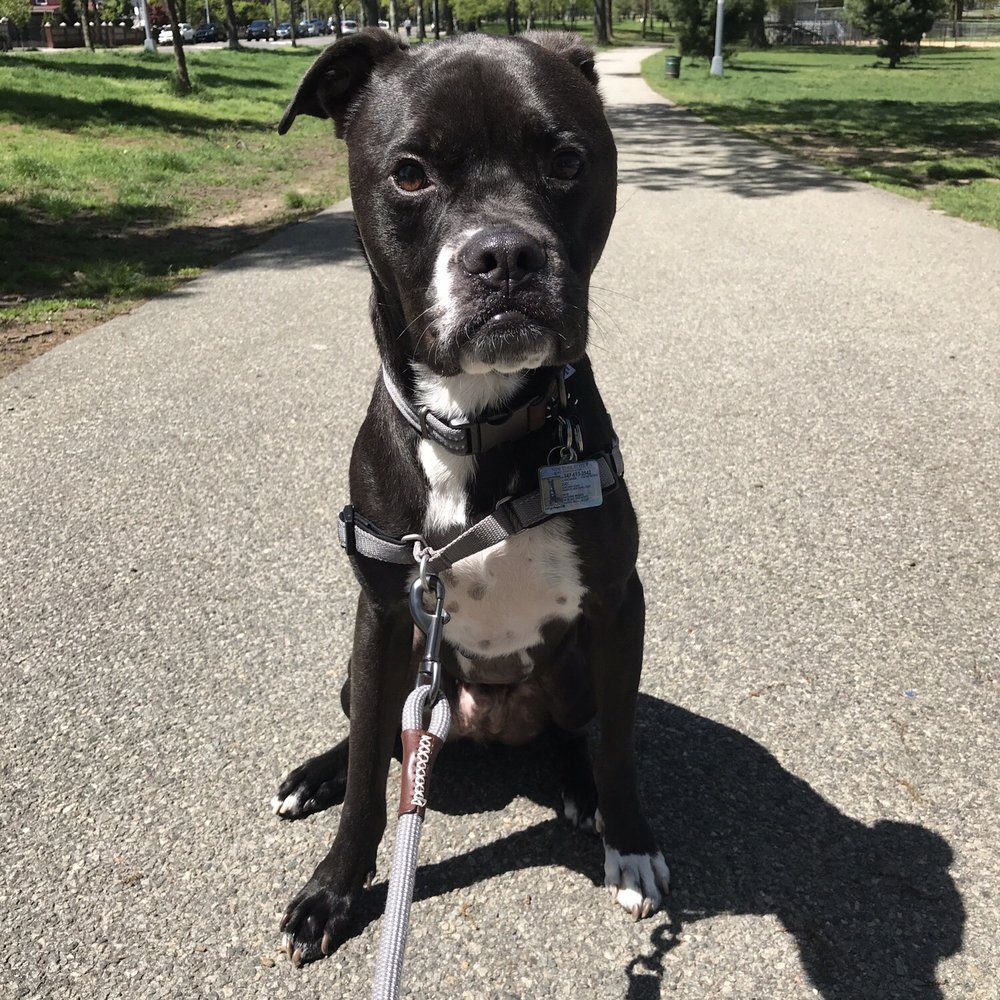 Bark Busters Home Dog Training - Pet Training Near Me - Brooklyn, New York Bark Busters Home Dog Training - Pet Training Near Me - Brooklyn, New York