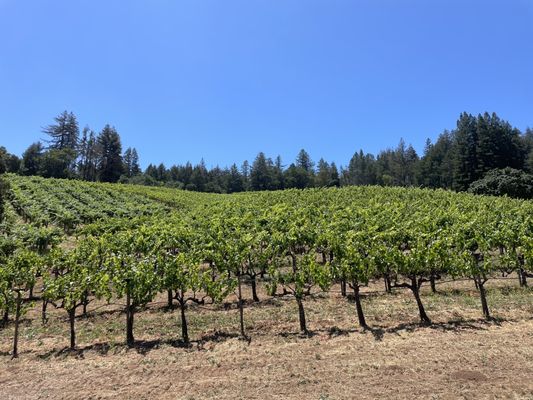 Storybook Mountain Winery by null