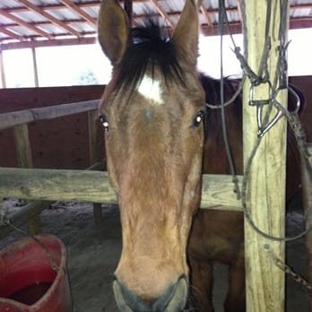 Heritage Hill Equestrian Center - Zima - Horseback Riding Near Me - Princeton, Texas Heritage Hill Equestrian Center - Zima - Horseback Riding Near Me - Princeton, Texas