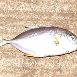 Waimea Pier