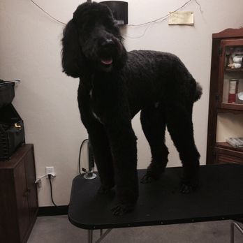 Scally-Wags Pet Salon - Pet Groomers Near Me - Grand Junction, Colorado Scally-Wags Pet Salon - Pet Groomers Near Me - Grand Junction, Colorado