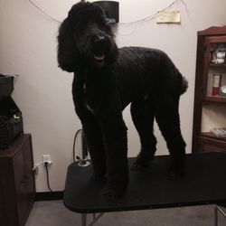 Scally-Wags Pet Salon