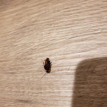 Comfort Suites - Cockroach in bathroom. - Hotels Near Me - Murfreesboro, Tennessee