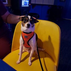 Fluffy's Swedish Pub - Dog Friendly