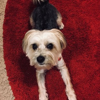 Splendor Paws - Pet Groomers Near Me - Plantation, Florida