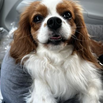 Well Groomed Pets - Surprise - Ready to go home!! - Pet Groomers Near Me - Surprise, Arizona Well Groomed Pets - Surprise - Ready to go home!! - Pet Groomers Near Me - Surprise, Arizona