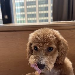 Dogs At Play