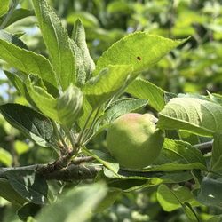 Obstbaum Orchards
