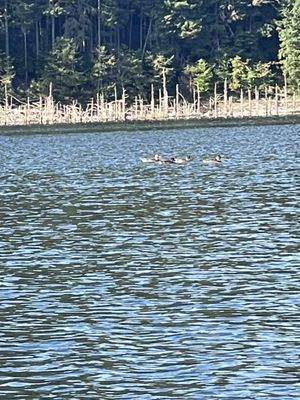 Galesville Reservoir