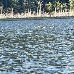 Galesville Reservoir - Duck, Duck, Goose!