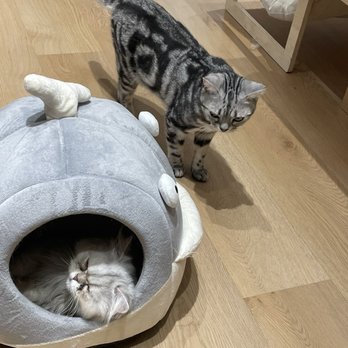 Cat Café MOFF - Themed Cafes Near Me - Honolulu, Hawaii Cat Café MOFF - Themed Cafes Near Me - Honolulu, Hawaii