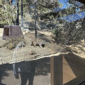 Animal Ark - Bobcat - Zoos Near Me - Reno, Nevada Animal Ark - Bobcat - Zoos Near Me - Reno, Nevada