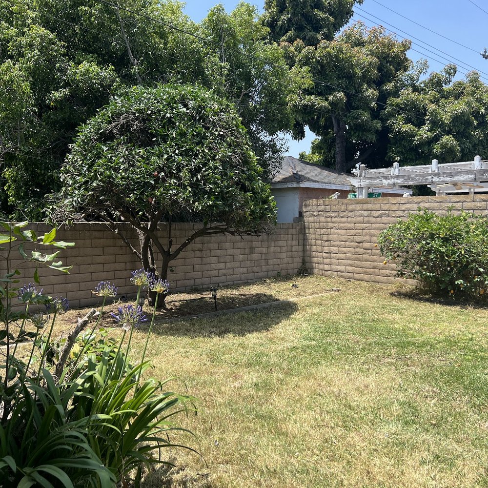 Top Unit Tree Service - Trimmed an overgrown orange tree removal of an apple tree, and a property line trim. So, Money!!! - Tree Services Near Me - Norwalk, California Top Unit Tree Service - Trimmed an overgrown orange tree removal of an apple tree, and a property line trim. So, Money!!! - Tree Services Near Me - Norwalk, California