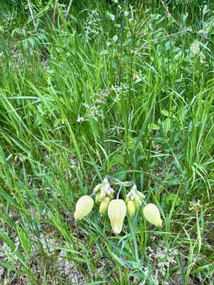 Brengman Family Wines by null