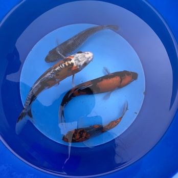 Demi Koi - Local Fish Stores Near Me - Temple City, California Demi Koi - Local Fish Stores Near Me - Temple City, California