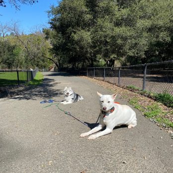Disciplined K9 - Down stays - Pet Training Near Me Disciplined K9 - Down stays - Pet Training Near Me