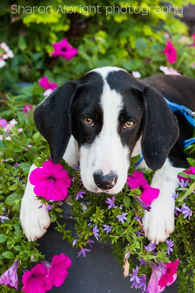 CAMP BARK Updated September 2024 18 Photos 7619 Waxhaw Hwy