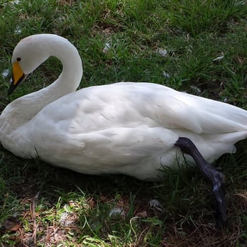 Lake Eola Park - Swan of the park - Parks Near Me - Orlando, Florida