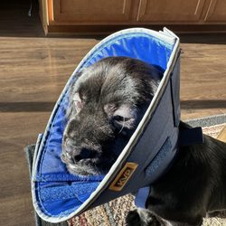 Veterinary Emergency Center - After taking Apoquel